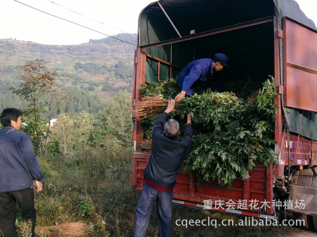 苗木起运现场2