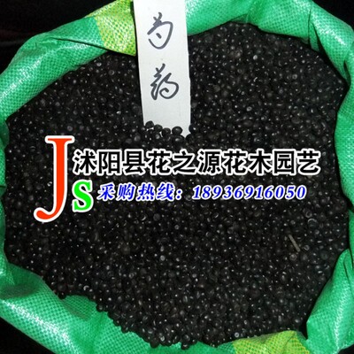 wholesale supply high quality Peony seeds Mayflower God Love Flower