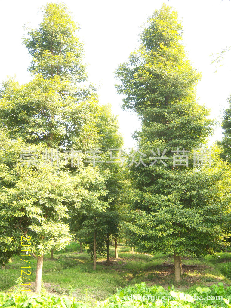 种植树_金丝楠木树.径15公分金丝楠木.径18公分金丝 - 阿里巴巴