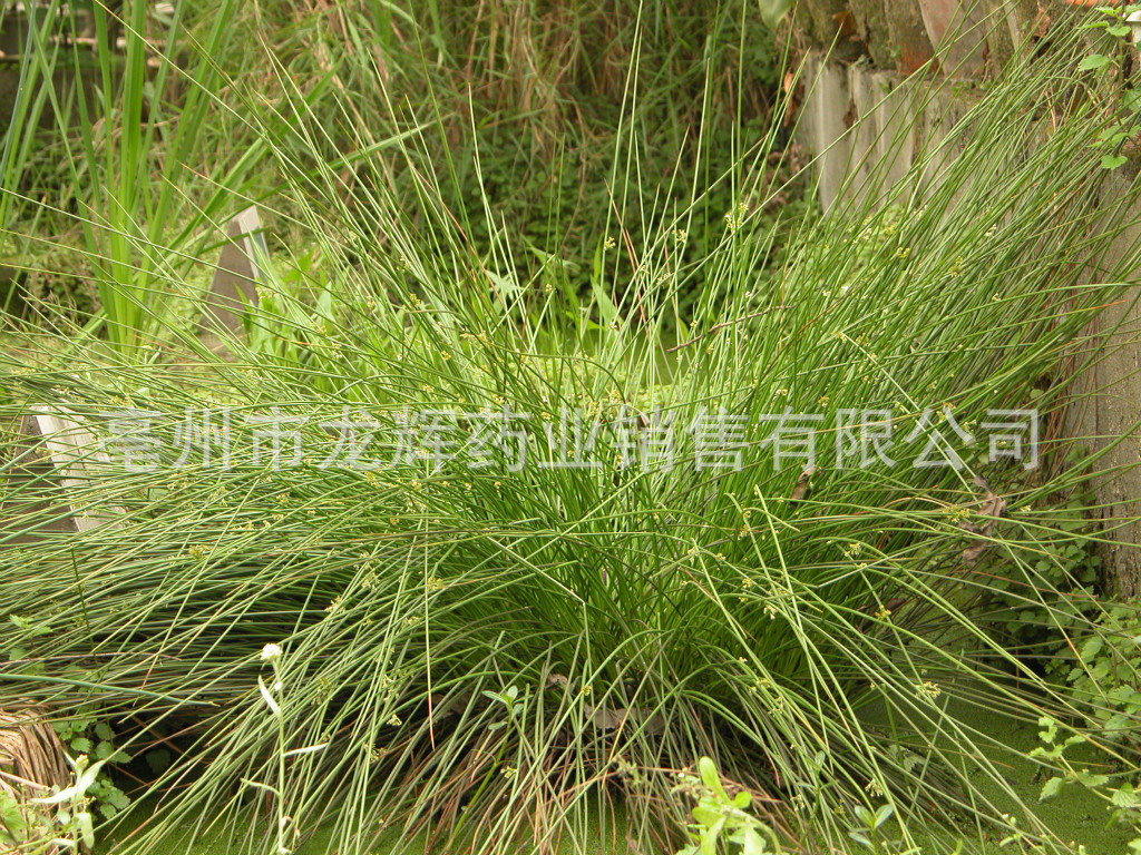 批发供应灯芯草、秧草、水灯心、野席草、龙须草、灯草、水葱-阿里巴巴