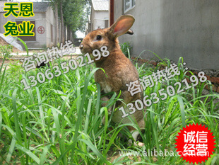 獭兔最新价格 徐州天恩兔业提供|ru