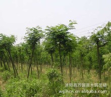 IṩƷϚgľ ҹϚg Ϛg