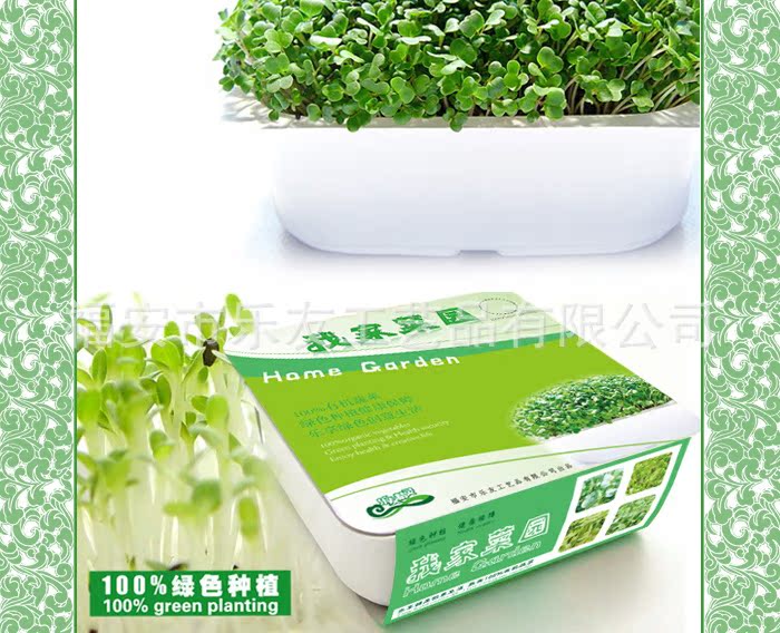 Green Plant Gift Ecological Creative Toys Green Plants Organic…