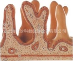 空腸內麵放大模型/解剖模型醫學模型