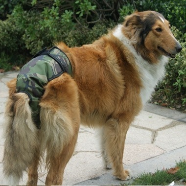 中大型犬生理裤宠物狗狗生理裤大狗月经裤大号工厂直销 价格 厂家 哪里买 我有货 B 5yoho Cn