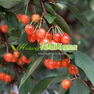 ���l���Ҍ����� ɽ�� ë�� �޽ә�����ľ ������؛ ���Ҍ�����