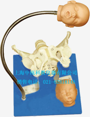 F23型 带有胎儿头的骨盆模型,妇婴技能实习模型,人体解剖教学模型