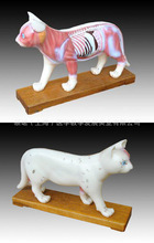 ENOVO颐诺 医学教学模型猫体针灸模型 猫解剖模型 动物针灸模型
