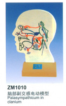 康谊牌ZM1010 脑部副交感电动模型 电动医学教学模型