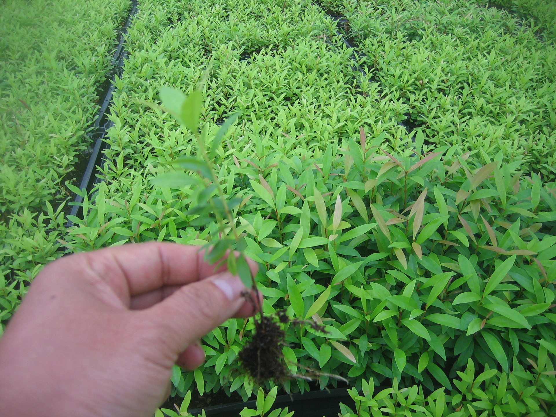 красный машина