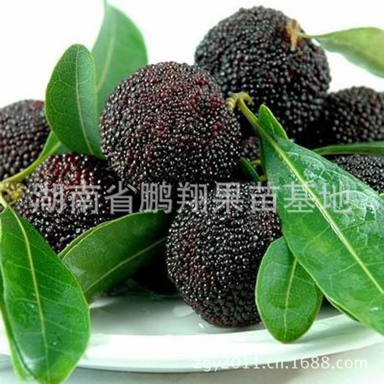 wholesale Fruit tree seedlings Myrica rubra seedlings-Water chestnuts Arbutus seedlings Guomiao Breed grafting Bayberry Sapling