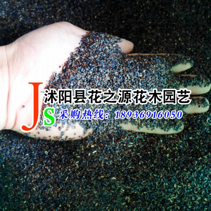 wholesale supply high quality Chinese herbal medicines flowers and plants Bellflower seed Cold-resistant Drought Perennial Herb Seed