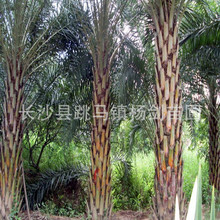 中東海棗樹 銀海棗樹苗 移植順化過棕櫚行道風景綠化