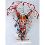 锥体系传导束医学模型