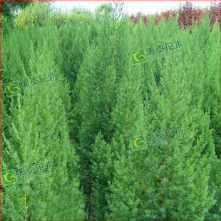 ����ֱ�N�G����ľ�̰��� �u�� �ذ� �ߴ���е��� ���󃞻�