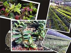 铁皮石斛果夹 仿野生 价格25一个|ru