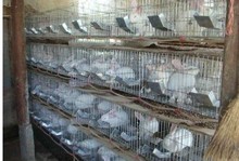 重庆筛网批发鸡鸽兔笼9位12位兔笼子子母笼种兔笼养殖笼宠物笼