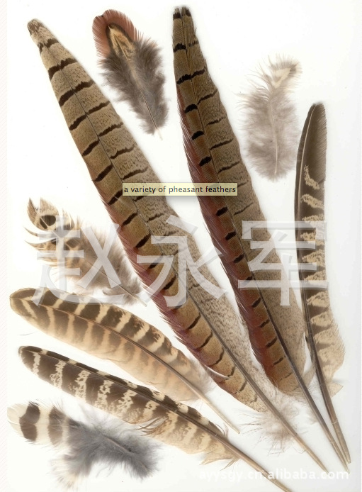 Feathers2