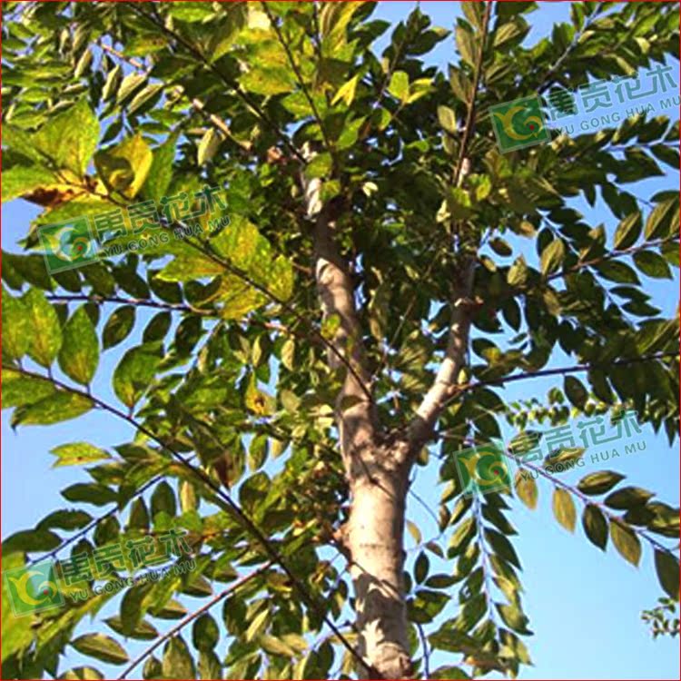 供应榉树 米径15公分 朴树 绿化工程榉树大树乔木苗木景观-阿里巴巴