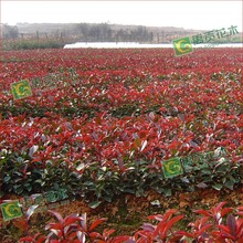 ۾Gľ t~ʯ t~ʯ 50cmϸ