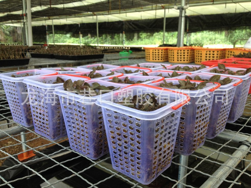 供应1斤篮子 手提篮金线莲鲜品手提篮批发桑椹小篮子樱桃精装礼篮
