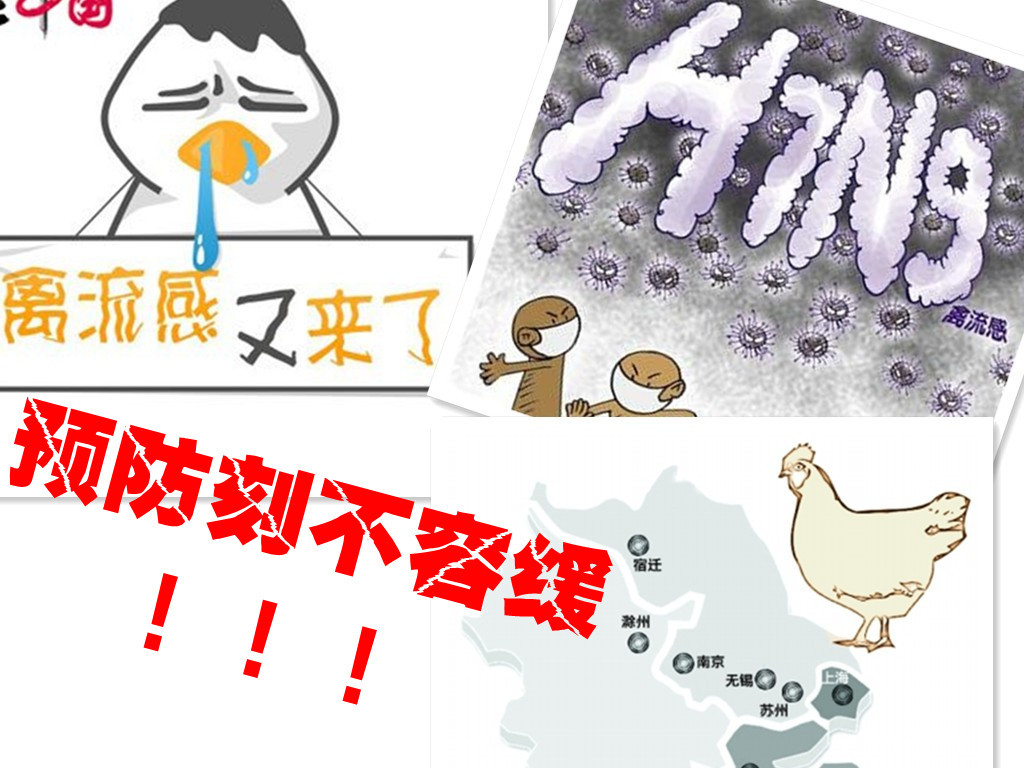 禽流感拼图