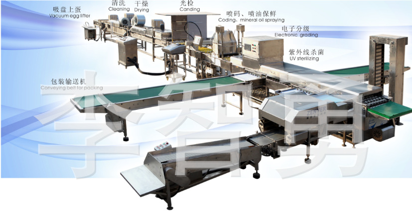 洁净蛋生产线