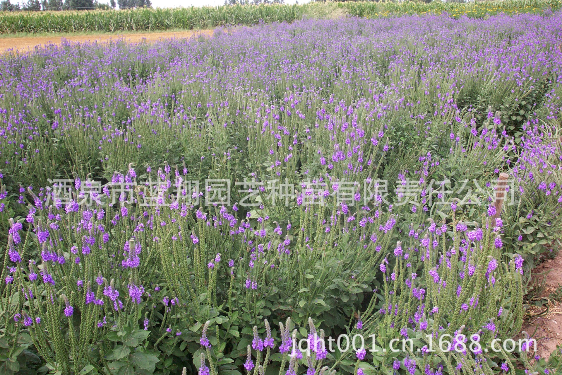 Verbena hybrida LX-01加拿大美女樱