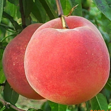 桃樹苗批發 紅桃苗早熟桃品種 日本大紅桃 顏色鮮紅硬脆耐藏