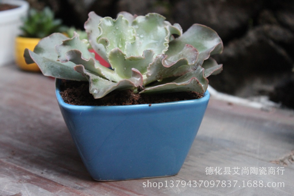 多肉花盆_外贸陶瓷d-191玫瑰方形小花器 陶瓷