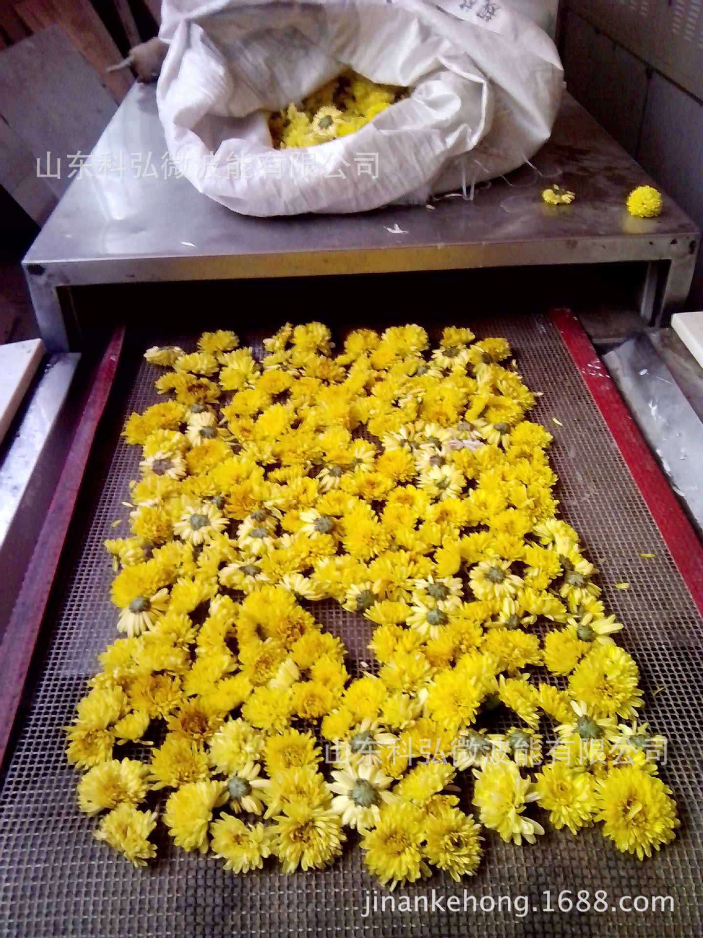 j济南微波菊花烘干机公司厂家