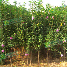 ľ tľ Iľ ؏4ͥԺ绨ֲ