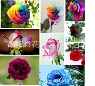 Olsian Meteor Rain Red Double Pleasant Multi -Colosed Rose Purple Vermia Song Song Technical Руководство