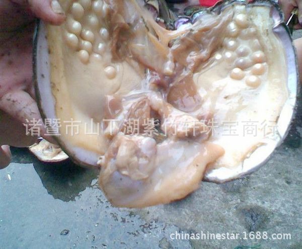 大蚌8