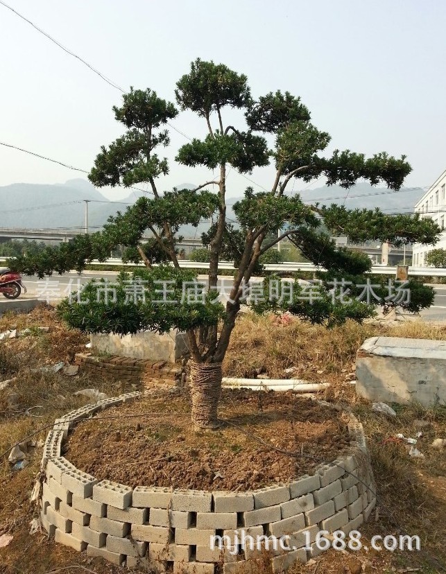 �����޺���5