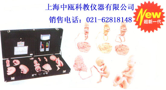 妇婴模型|FT336型 高级胚胎发育过程模型|医学教学模型