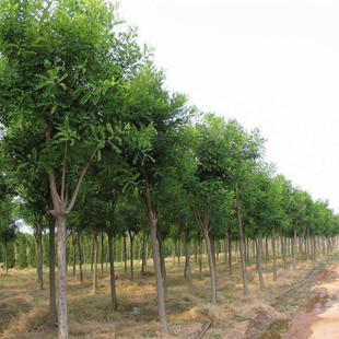 ���@�־G����������ۇ��������� �͵ć����r�� �S������Ʒ�N