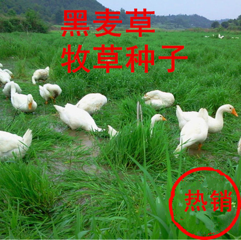 批发多年生黑麦草种子紫花苜蓿草籽 牧草种子牲口牛羊饲料种子