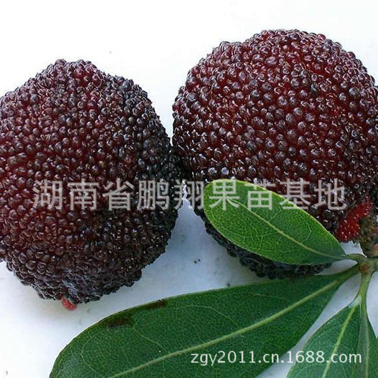 湖南果树苗木/果苗批发 嫁接杨梅树苗-大黑炭杨梅苗 黑碳杨梅种苗|ru