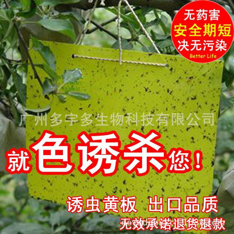 番茄斑潜蝇诱捕器 番茄斑潜蝇性信息诱芯 昆虫信息素 昆虫性诱剂