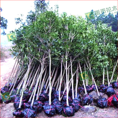 Perennial Sell Big leaf Privet Ligustrum lucidum Tall holly Diameter of 3 a centimeter Arbor