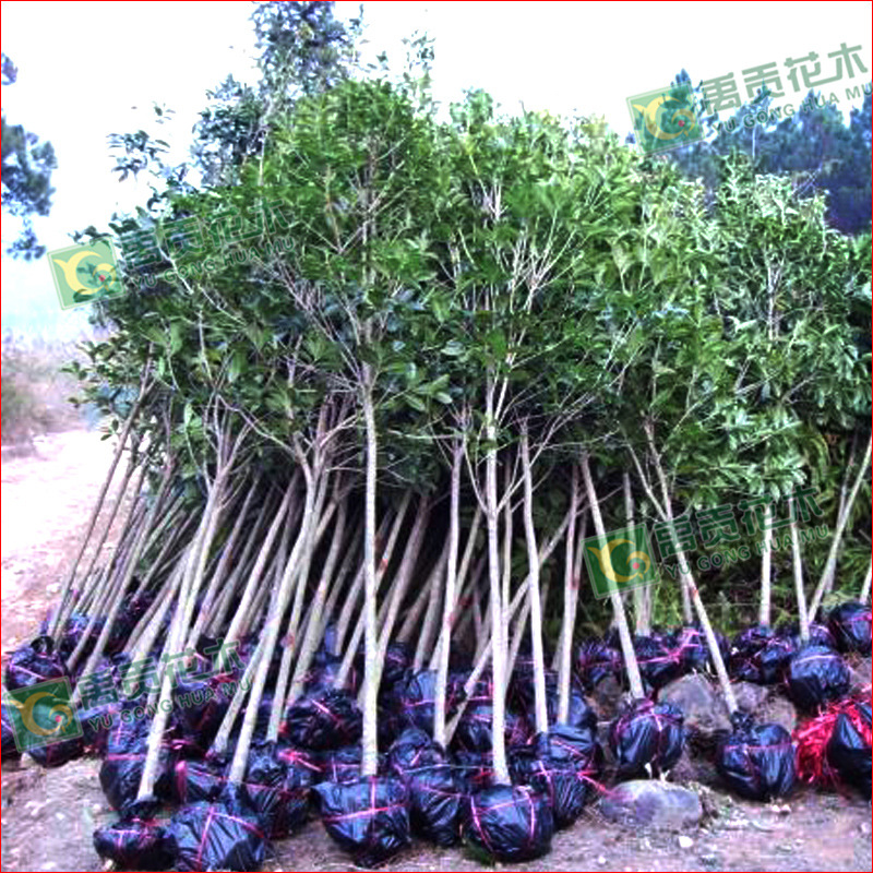 Perennial Sell Big leaf Privet Ligustrum lucidum Tall holly Diameter of 3 a centimeter Arbor