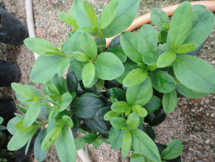 ���Զ��N �����N130�� �����r���N�� ��÷�t���N��