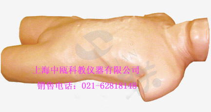 L263型 肝脓肿穿刺模型|医学模型|诊断技能训练模型,医学模型实训
