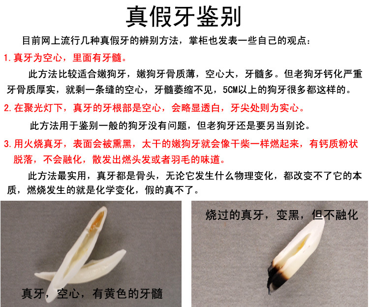 辨别狗牙真假
