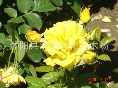 【苗圃直銷】黃帽月季 月季花小苗 黃帽月季小苗 紅帽月季基地