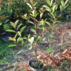 Large supply Green seedlings 1.2 Migao Photinia seedlings Red color block