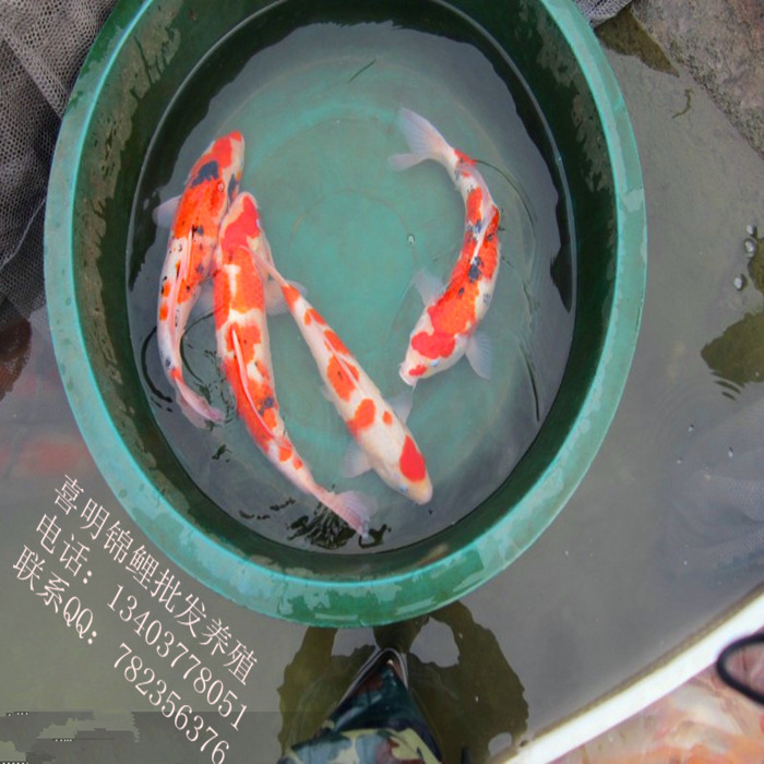 高档红白三色锦鲤