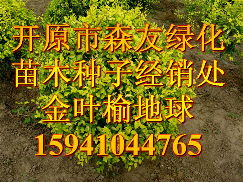 金叶榆球