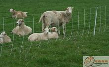 Of large number Shelf wholesale ------ Prairie Network,Kraal Network